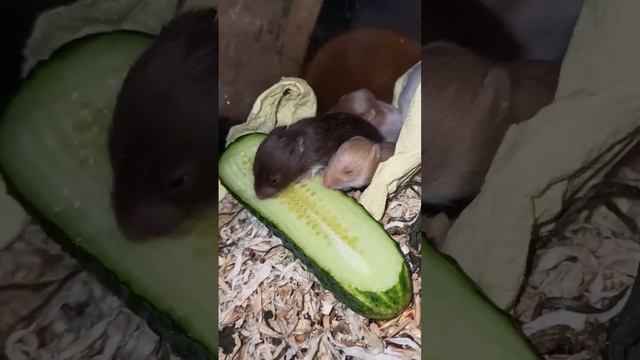 Милота ))) #shorts #сирийскийхомяк +7 921 595 08 48 #атласныйхомяк #хомячки #купитьхомякапродаю смотреть онлайн