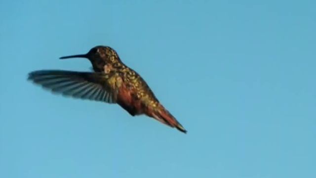Flying Hummingbird смотреть онлайн