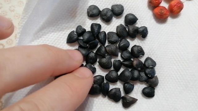 Семена магнолии запрятаны в оранжевые ягоды. Очистила и промыла. смотреть онлайн