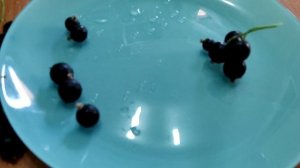 Самый лучший сорт чёрной смородины - "Титания". Самая крупная смородина.