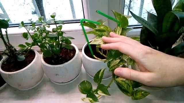 Обзор моих комнатных растений в декабре 2 смотреть онлайн