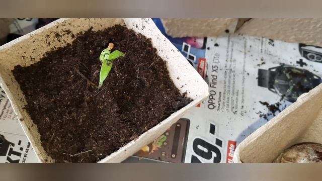 Домашний шеф-повар с Светланой