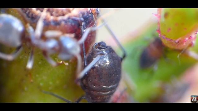 Ants 🐜 Milking 🍼 Aphids - Macro Videography - Panasonic Lumix + Raynox DCR-250 - Macro Shots смотреть онлайн