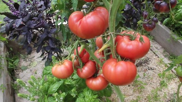 Сорт -"ВАНСКИЙ РОЗОВЫЙ". Томаты от Фёдора. смотреть онлайн