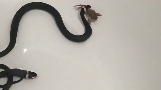 Ужи и свежие лягушки:) смотреть онлайн