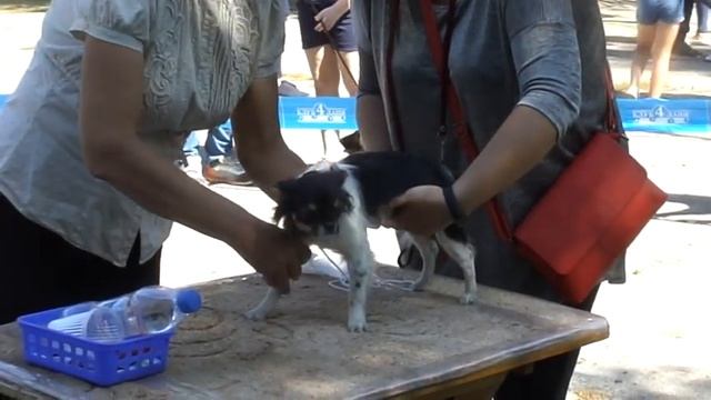 ЧИХУАХУА ДЛИННОШЕРСТНАЯ осмотр на столе на выставке собак в Луганске 08.09.2019 год. смотреть онлайн