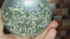 Триходерма,выращивание в домашних условиях #триходерма #биопрепараты #глиокладин