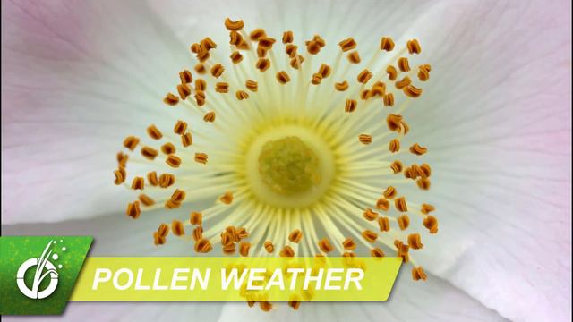 Oral Allergy Syndrome (O.A.S.): Tuesday, July 7, 2020 смотреть онлайн