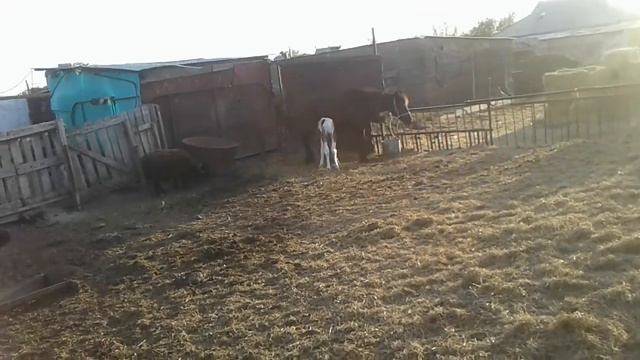 Жизнь в селе#Казахстан#Кобылка не хочет кормить.Постригла бараниху. смотреть онлайн