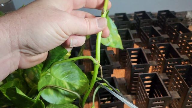 Revolutionize Your Aquarium With Pothos: Aquarium Plant Holder Boxes Unveiled!