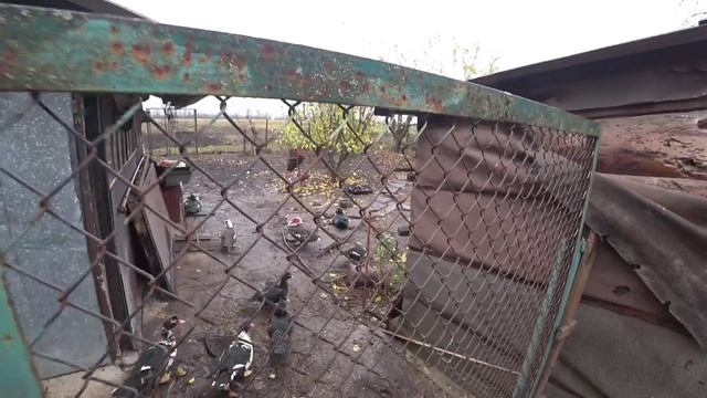 Саджаємо цибулю та часник ...годівниця для поросят!!! смотреть онлайн