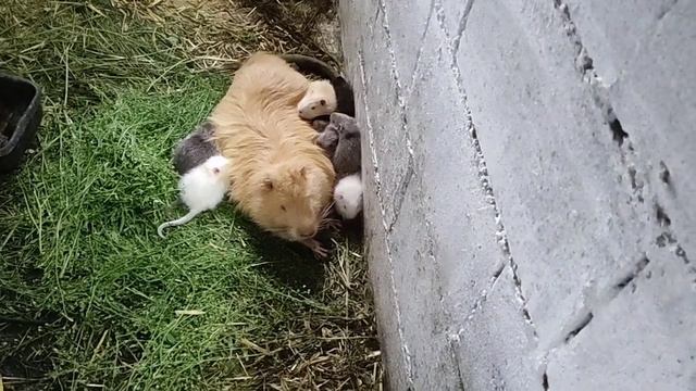 Как можно повысить приплод...? смотреть онлайн