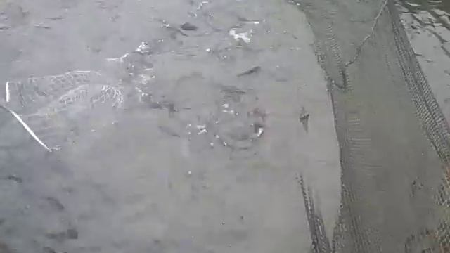 06.10.18. Запуск форели в кокино на малом водоёме смотреть онлайн