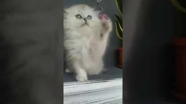 Шотландский вилоухий кот, длинношерстный. смотреть онлайн