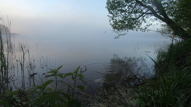 ЛЕЩ УШЁЛ ПРУД БЕРЕЗОВКА В ХОРЛОВО. смотреть онлайн