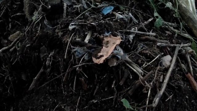 Всё о компосте. Ответы на самые часто задаваемые вопросы! смотреть онлайн