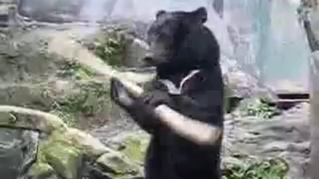 Medved-kungfuict V Yaponckom Zooparke