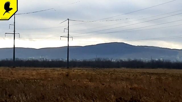 Большие стаи перелётных птиц на Юге 7.12.2021 Мурмурация смотреть онлайн