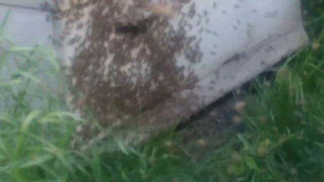 Прилетел ещё один рой пчёл, 22.05.2023 года, 15:32 дня | Пчеловодство | Beekeeping смотреть онлайн