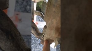 Замена ступицы на КОНТРАКТНУЮ JZX90 Cresta Mark 2 Chaser lx90