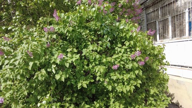 Черемуховые холода смотреть онлайн