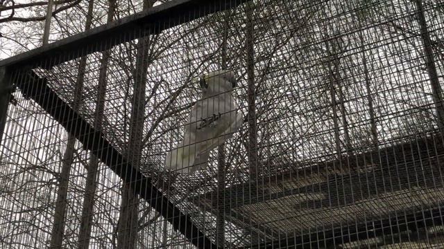 Shanghai Zoo, Shanghai, China ~ April 2, 2019 ~ Family day with Leo смотреть онлайн
