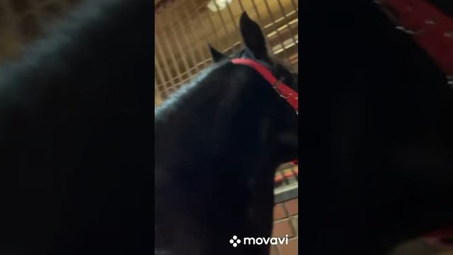 Расчистка копыт у коня                кто любит лошадей лайк и подписка❤️