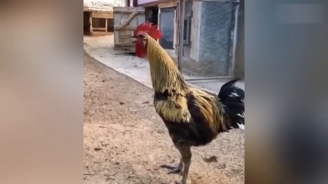 Приколы с котами! С ОЗВУЧКОЙ! СМЕШНЫЕ КОТЫ И СОБАКИ! Самы смешные животные смотреть онлайн