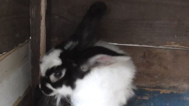 Случка кроликов. Базовые знания! В каком возрасте можно случать кроликов!? смотреть онлайн