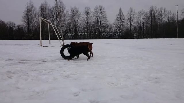 Собаки боксёр против ротвейлер