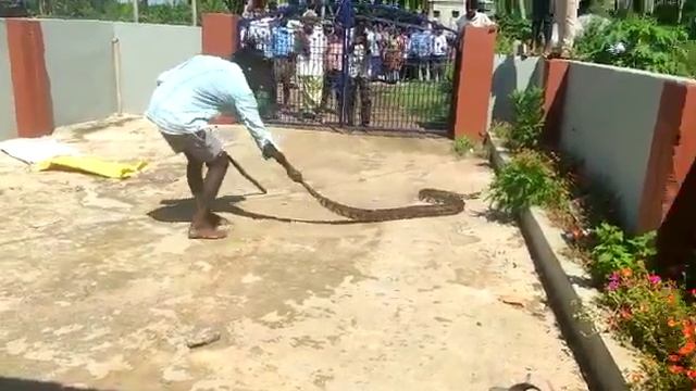 Big Python Snake ? Catching in middle of village||http://rm-api.rummyjjhbvgbvfggghhghhhhhhhhjhhnbh смотреть онлайн
