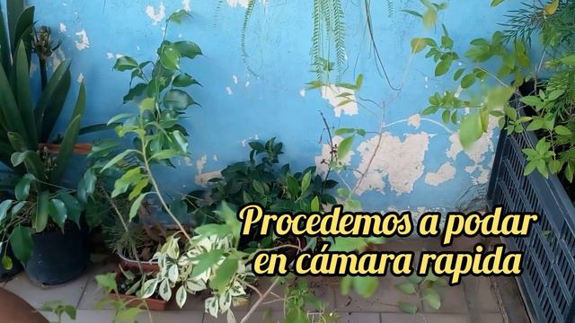 ¿Como Podar Solanum ratonnetii? Y algo más. смотреть онлайн