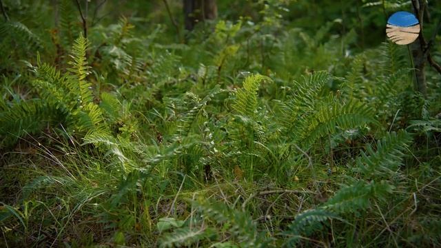 ЛАНДШАФТЫ КУРШСКОЙ КОСЫ смотреть онлайн