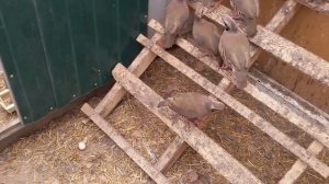 Первое яйцо кеклика.Каменная куропатка.(Alectoris graeca)