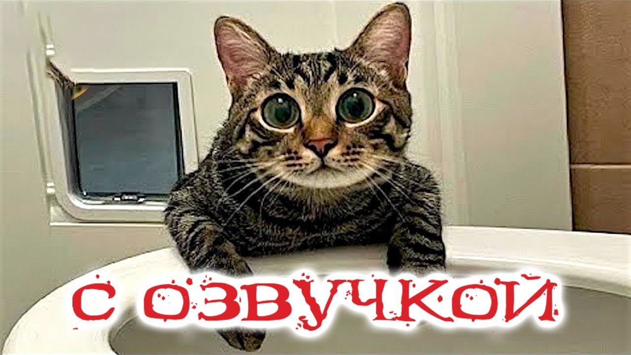 Приколы с котами! С ОЗВУЧКОЙ! Самые смешные животные! Смешные коты и собаки! смотреть онлайн