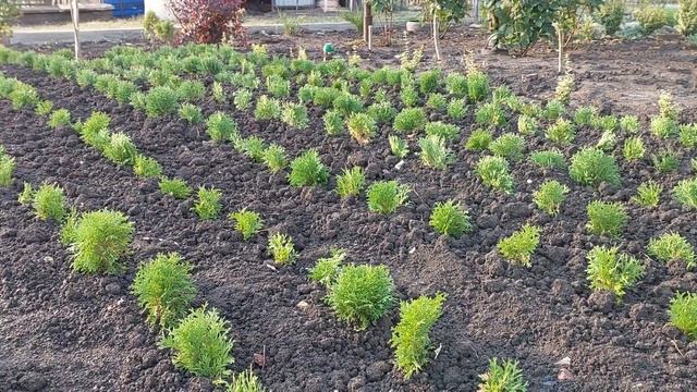 616.Укорененные черенки рассадила по одной веточке . смотреть онлайн