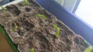 За 2 недели чубуки винограда укоренились - пора пересаживать в отдельные ёмкости.