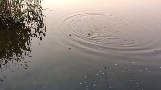 Летняя рыбалка в Озерах | Красивое видео о рыбалке смотреть онлайн