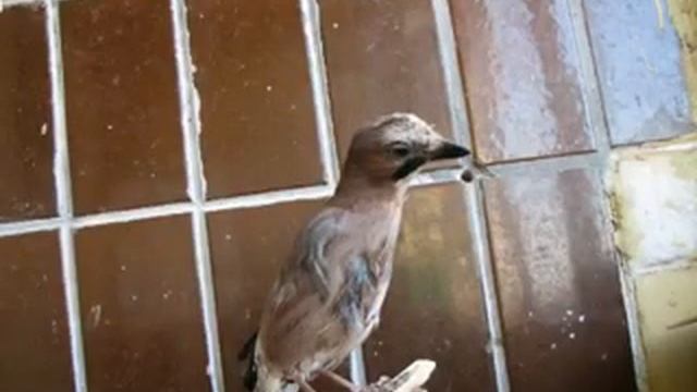 Пение и крики сойки\Til's songs and shouting смотреть онлайн