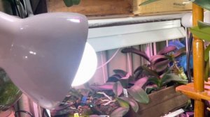 Дела орхидейные #2 Беда с Неоновым Биг Липом. Сажаю деток Чёрного Лебедя.