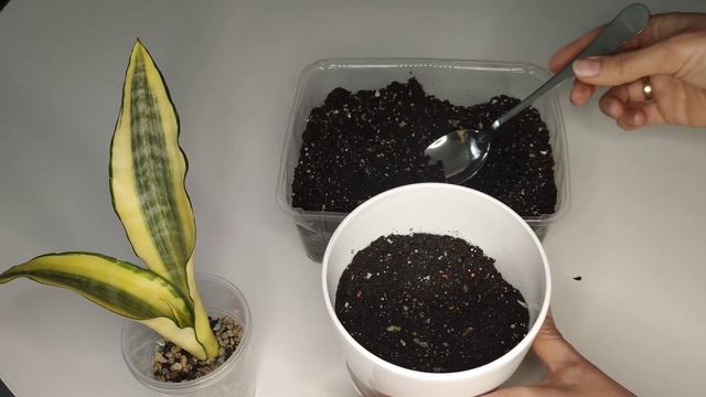 Сансевиерия Футура Хендрика (Asahi, Super Ball). Укоренение неадаптированных сансевиерий