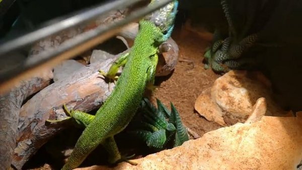 Reptile fun facts #1 EUROPEAN GREEN LIZARD (Lacerta viridis)