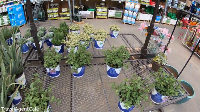 4K Lowe's Garden Center Tour / Las Vegas, Nevada, USA / Succulents, Cactus, Agave, Palm Trees & mor смотреть онлайн