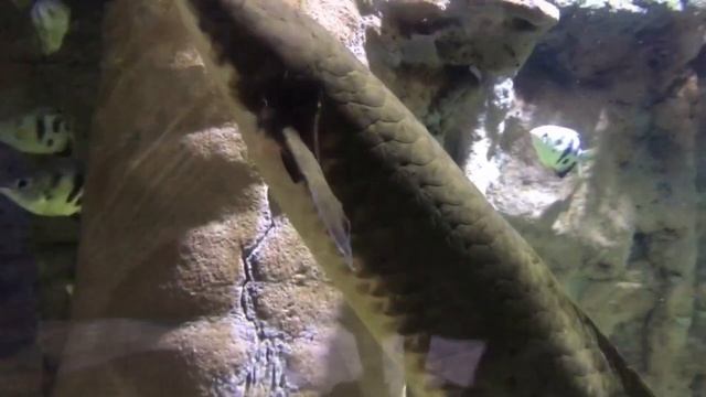 Sneak peek of the biggest oceanarium in the world. Чуть-чуть из самого большого океанариума в мире. смотреть онлайн