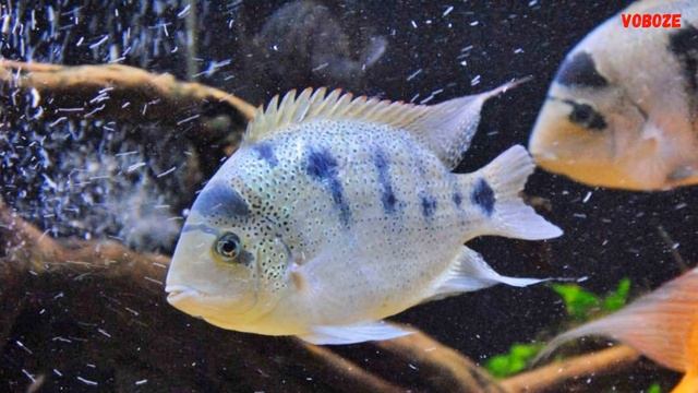 Цихлазома Аргентия Вьеха Содержание в аквариуме разведение Вьехи и совместимость смотреть онлайн