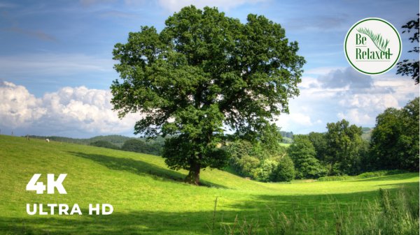 Живописные холмы | Прекрасный вид на цветочные поля | Be Relaxed