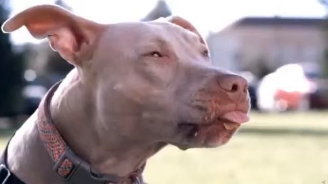 Вирусная реклама, видео ролики смотреть онлайн