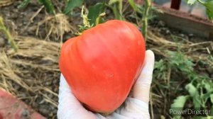 Томат Клубника миссис Шлаубах