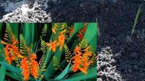 Монтбреция(Крокосмия)-высадка пророщенных луковиц в грунт.