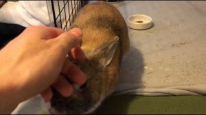 № 3.  Как ухаживать за кроликом в квартире.